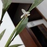 Octomeria grandiflora Bleunienn