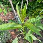 Phlox paniculata Leaf