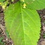 Collinsonia canadensis Hoja