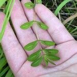 Euphorbia nutansLeaf