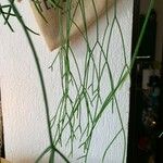 Psilotum nudum List