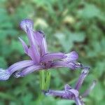 Iris sintenisii Flower