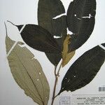 Miconia acuminata Other