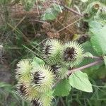 Arctium lappaПлід