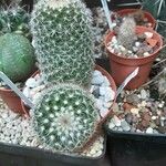 Mammillaria spinosissima Habitus