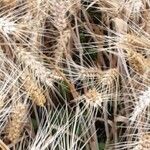 Triticum turgidum Hábito