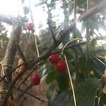 Cayaponia quinqueloba Ovoce