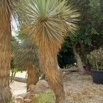 Yucca thompsoniana Foglia