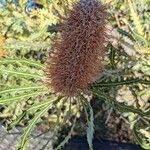 Banksia ashbyi Flor