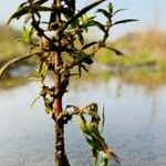 Ammannia baccifera 葉