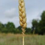 Triticum aestivum Fruit
