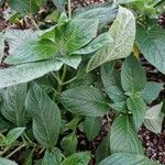 Pentas lanceolata Yeri