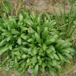 Leucanthemum maximumLeaf