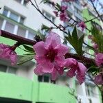 Prunus persica Flower