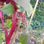 Amaranthus caudatus 樹皮