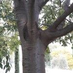 Celtis australis Bark