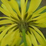 Crepis lampsanoides Fleur