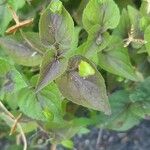 Viola labradorica Leaf