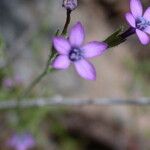 Gilia nevinii Flower