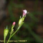 Wahlenbergia lobelioides Flower