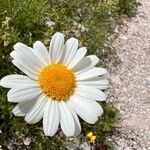 Leucanthemum heterophyllum Žiedas