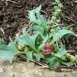 Atriplex patula Blatt