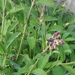 Salvia officinalis Ліст