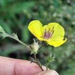 Verbascum blattariaÕis