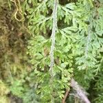 Hymenophyllum caudiculatum