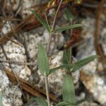 Penstemon laetus Habit