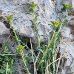 Euphorbia heteradena Natur