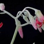 Cotyledon orbiculata Blodyn