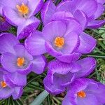 Crocus vernus Virág