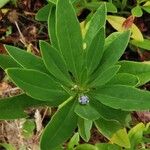 Globularia salicina Leaf