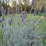 Lavandula dentata Ліст