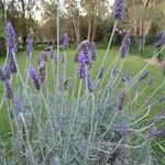 Lavandula dentata Frunză