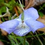 Viola canina പുഷ്പം