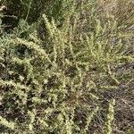 Atriplex canescens Кветка