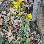 Senecio squalidusBloem