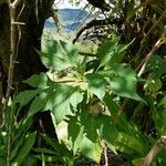Tithonia diversifolia Folha