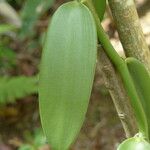 Vanilla planifolia Φύλλο