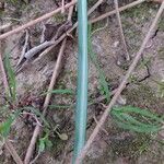 Ornithogalum exscapum Leaf