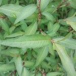 Persicaria odorata Blad