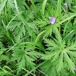 Geranium pratense Ліст