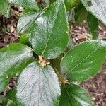 Viburnum × burkwoodii পাতা