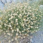 Bebbia juncea Flower