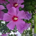 Hibiscus syriacusLorea