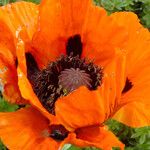 Papaver orientale Flor