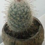 Mammillaria bombycina ᱥᱟᱠᱟᱢ