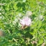 Cirsium arvenseVirág